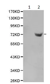 Western blot - Anti-Syk (phospho Y323) antibody (AB194852)