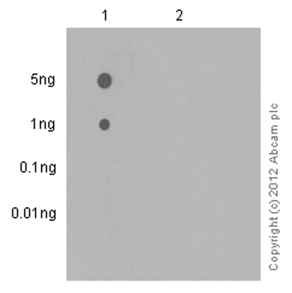 Dot Blot - Anti-Syk (phospho Y323) antibody [EP573-4] - BSA and Azide free (AB169865)