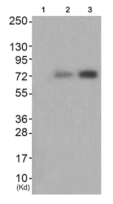 Western blot - Anti-Syk (phospho Y352) antibody (AB192587)