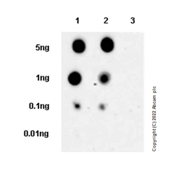 Dot Blot - Anti-Syk (phospho Y352) +ZAP70 (phospho Y319) antibody [EPR26232-39] (AB300398)