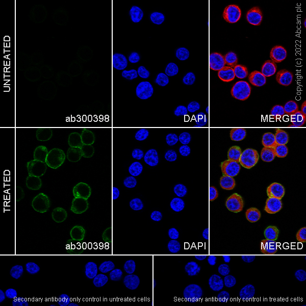 Immunocytochemistry/ Immunofluorescence - Anti-Syk (phospho Y352) +ZAP70 (phospho Y319) antibody [EPR26232-39] (AB300398), expandable thumbnail