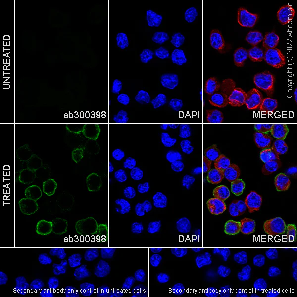 Immunocytochemistry/ Immunofluorescence - Anti-Syk (phospho Y352) +ZAP70 (phospho Y319) antibody [EPR26232-39] (AB300398)
