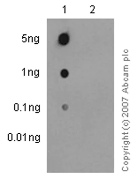 Dot Blot - Anti-Syk (phospho Y525) antibody [EP575(2)Y] (AB62350)