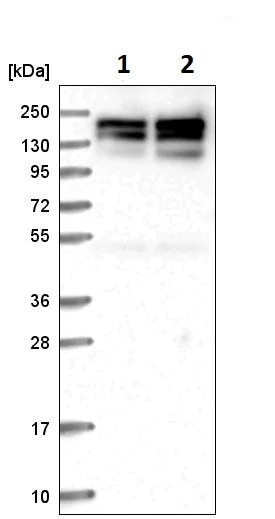 Western blot - Anti-Symplekin antibody (AB251887)