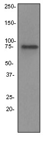 Western blot - Anti-SYN2 antibody [EPR3277] (AB76494), expandable thumbnail