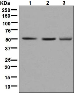 Western blot - Anti-SYN4 antibody [EPR8707] (AB133767), expandable thumbnail