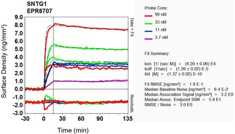 OI-RD Scanning - Anti-SYN4 antibody [EPR8707] - BSA and Azide free (AB248648)