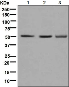 Western blot - Anti-SYN4 antibody [EPR8707] - BSA and Azide free (AB248648)