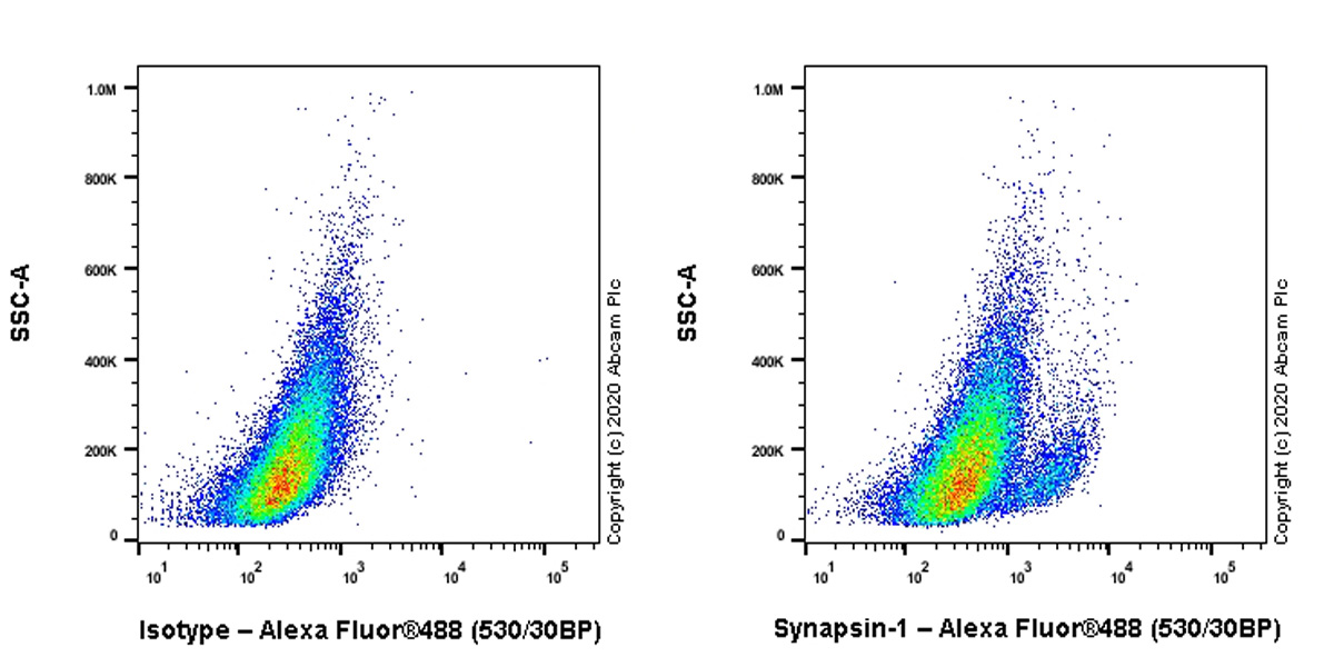 Flow Cytometry (Intracellular) - Anti-Synapsin I antibody [EPR23531-50] - BSA and Azide free (ab274430), expandable thumbnail