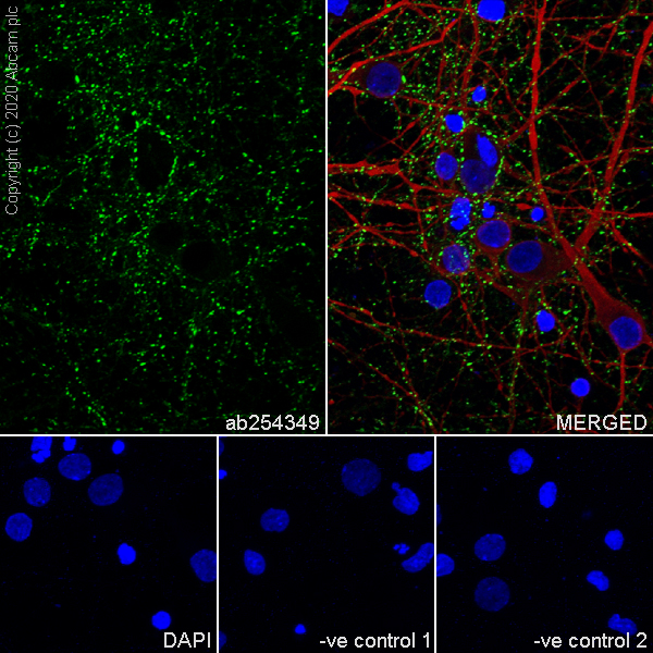 Immunocytochemistry/ Immunofluorescence - Anti-Synapsin I antibody [EPR23531-50] - BSA and Azide free (ab274430), expandable thumbnail