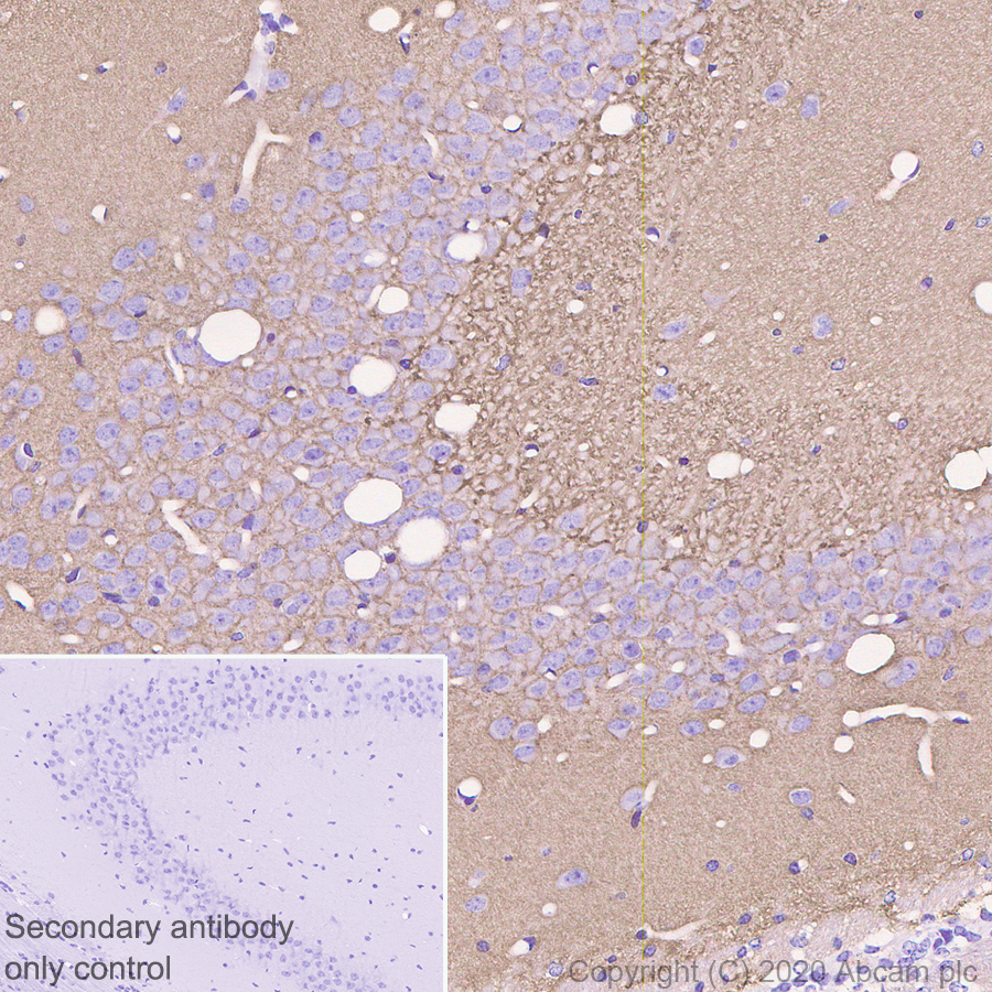Immunohistochemistry (Formalin/PFA-fixed paraffin-embedded sections) - Anti-Synapsin I antibody [EPR23531-50] - BSA and Azide free (ab274430), expandable thumbnail