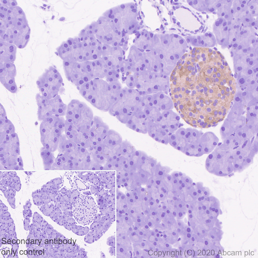 Immunohistochemistry (Formalin/PFA-fixed paraffin-embedded sections) - Anti-Synapsin I antibody [EPR23531-50] - BSA and Azide free (ab274430), expandable thumbnail