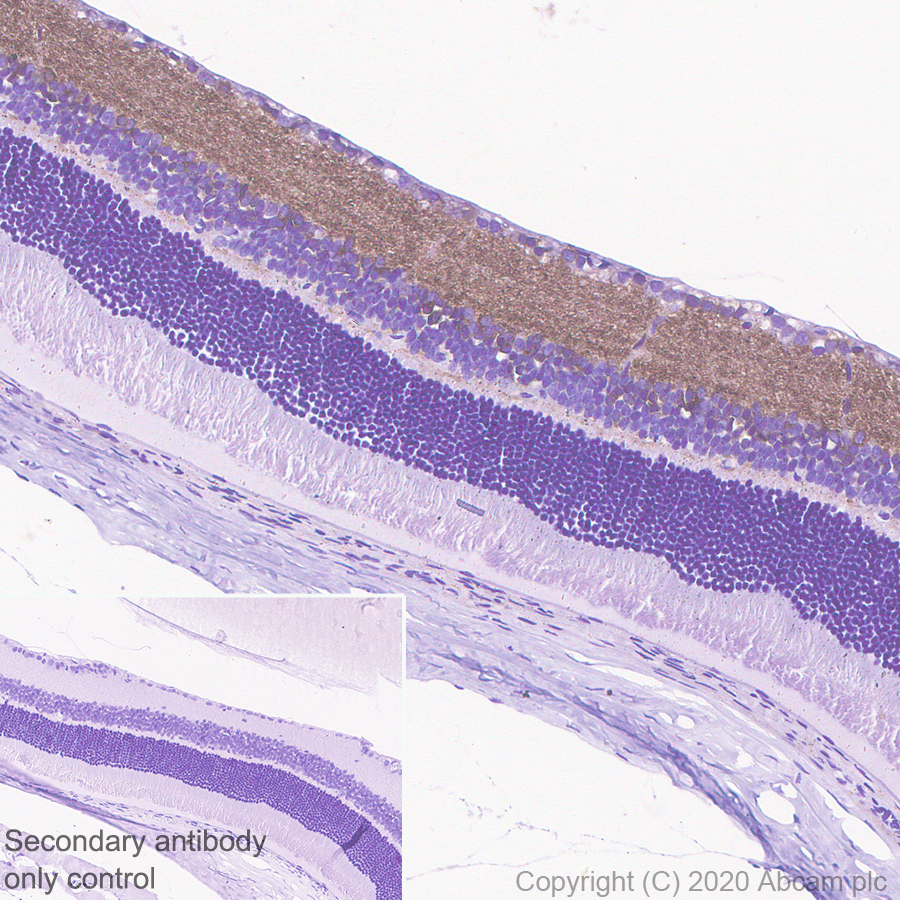 Immunohistochemistry (Formalin/PFA-fixed paraffin-embedded sections) - Anti-Synapsin I antibody [EPR23531-50] - BSA and Azide free (ab274430), expandable thumbnail