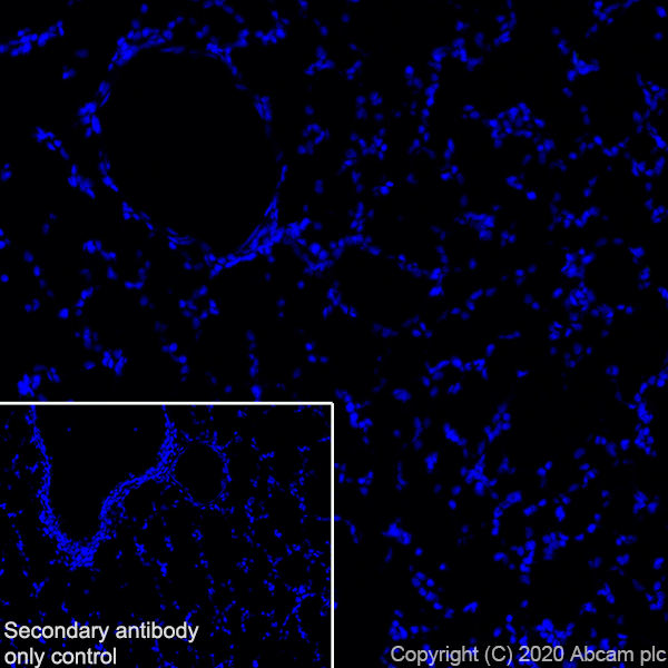Immunohistochemistry (Frozen sections) - Anti-Synapsin I antibody [EPR23531-50] - BSA and Azide free (ab274430), expandable thumbnail