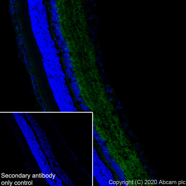 Immunohistochemistry (Frozen sections) - Anti-Synapsin I antibody [EPR23531-50] - BSA and Azide free (ab274430), expandable thumbnail