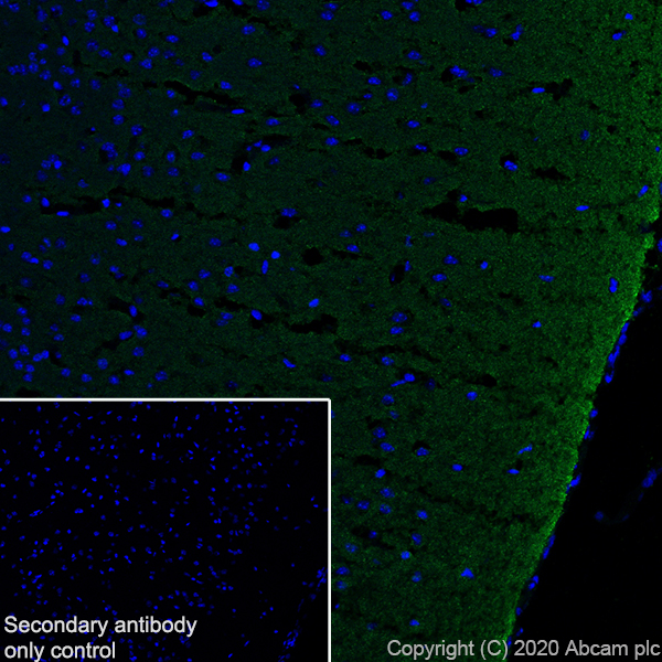 Immunohistochemistry (Frozen sections) - Anti-Synapsin I antibody [EPR23531-50] - BSA and Azide free (ab274430), expandable thumbnail
