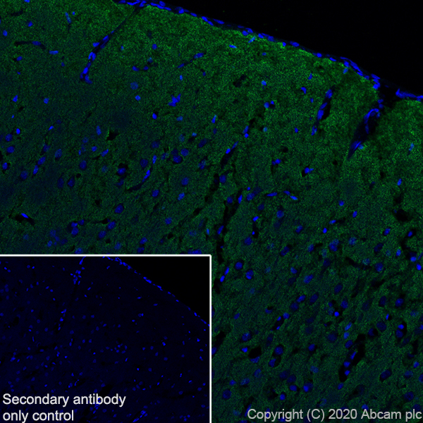 Immunohistochemistry (Frozen sections) - Anti-Synapsin I antibody [EPR23531-50] - BSA and Azide free (ab274430), expandable thumbnail