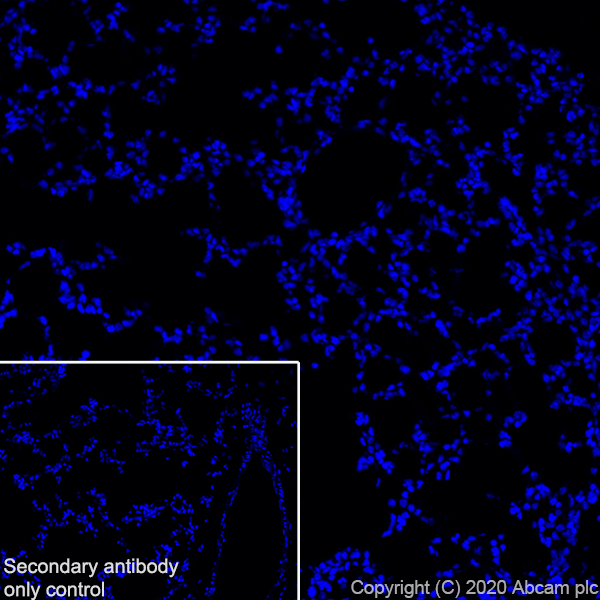 Immunohistochemistry (Frozen sections) - Anti-Synapsin I antibody [EPR23531-50] - BSA and Azide free (ab274430), expandable thumbnail
