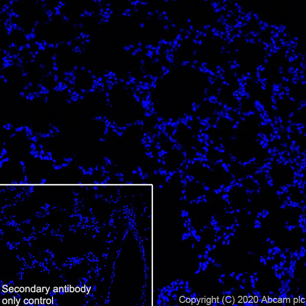 Immunohistochemistry (Frozen sections) - Anti-Synapsin I antibody [EPR23531-50] - BSA and Azide free (AB274430)