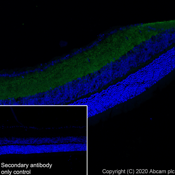 Immunohistochemistry (Frozen sections) - Anti-Synapsin I antibody [EPR23531-50] - BSA and Azide free (AB274430), expandable thumbnail