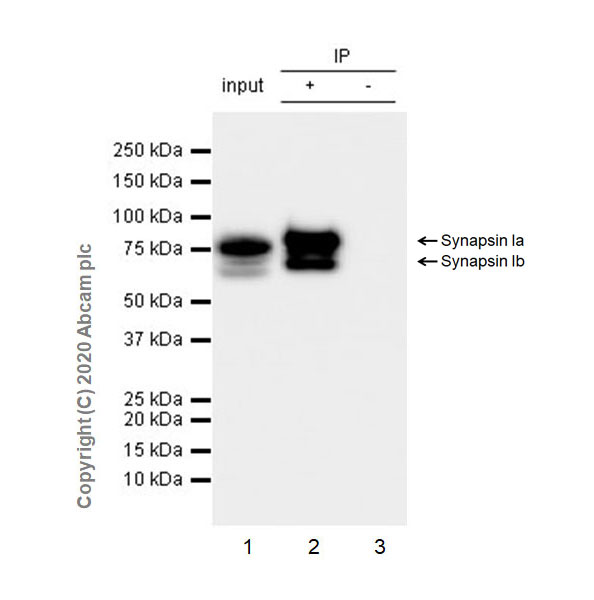 Immunoprecipitation - Anti-Synapsin I antibody [EPR23531-50] - BSA and Azide free (AB274430), expandable thumbnail