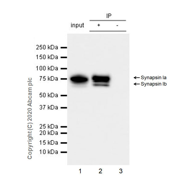 Immunoprecipitation - Anti-Synapsin I antibody [EPR23531-50] - BSA and Azide free (ab274430), expandable thumbnail