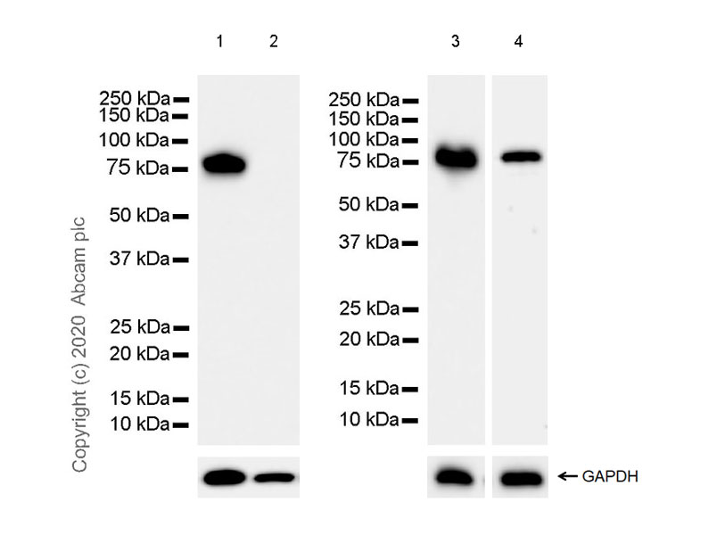 Western blot - Anti-Synapsin I antibody [EPR23531-50] - BSA and Azide free (AB274430), expandable thumbnail