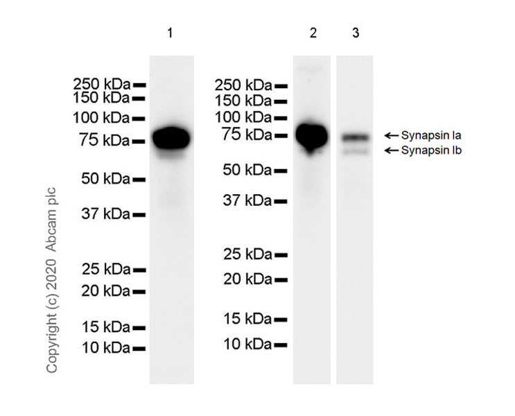 Western blot - Anti-Synapsin I antibody [EPR23531-50] - BSA and Azide free (ab274430), expandable thumbnail