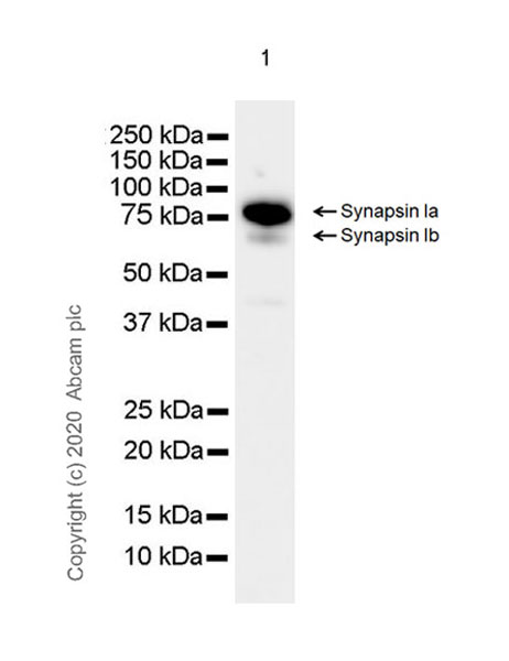 Western blot - Anti-Synapsin I antibody [EPR23531-50] - BSA and Azide free (ab274430), expandable thumbnail