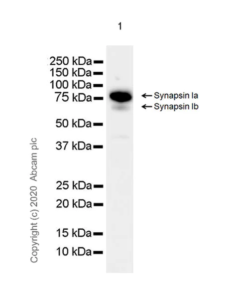 Western blot - Anti-Synapsin I antibody [EPR23531-50] - BSA and Azide free (AB274430)