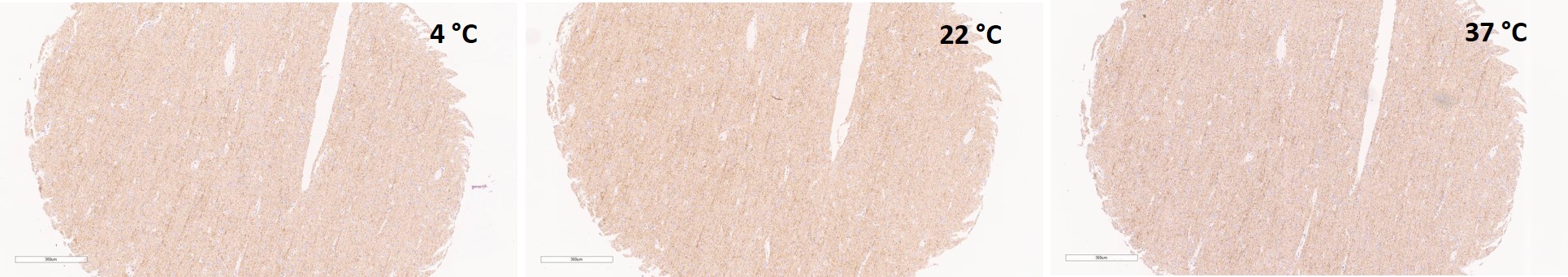 Immunohistochemistry (Formalin/PFA-fixed paraffin-embedded sections) - Anti-Synapsin I antibody [EPR23531-50] - Synaptic Marker (AB254349)
