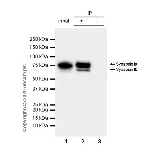 Immunoprecipitation - Anti-Synapsin I antibody [EPR23531-50] - Synaptic Marker (AB254349)
