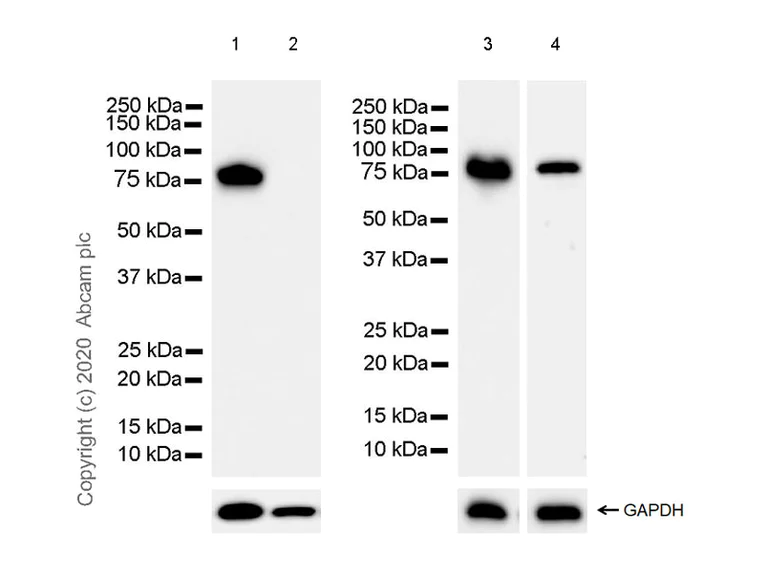 Western blot - Anti-Synapsin I antibody [EPR23531-50] - Synaptic Marker (AB254349)