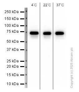 Western blot - Anti-Synapsin I antibody [EPR23531-50] - Synaptic Marker (AB254349)