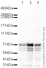 Western blot - Anti-Synapsin I antibody - Synaptic Marker (AB64581)
