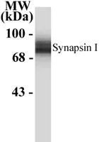 Western blot - Anti-Synapsin I antibody - Synaptic Marker (AB8)