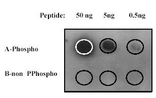 Dot Blot - Anti-Synapsin I (phospho S553) antibody [E377] - BSA and Azide free (AB239822)