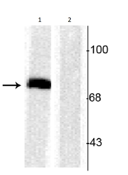 Western blot - Anti-Synapsin I (phospho S603) antibody (AB254036), expandable thumbnail