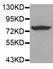 Western blot - Anti-Synapsin I (phospho S9) antibody (AB194778)