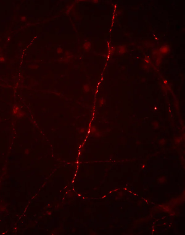 Immunocytochemistry/ Immunofluorescence - Anti-Synapsin I (phospho S9) antibody (AB254033)