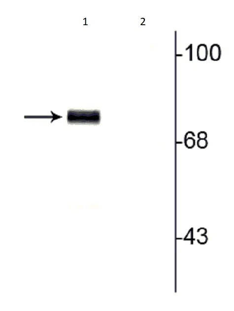 Western blot - Anti-Synapsin I (phospho S9) antibody (AB254033)
