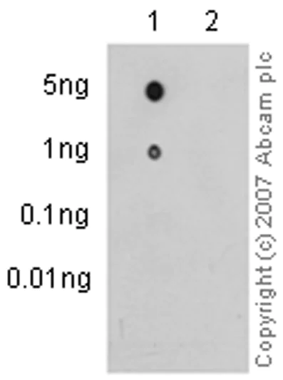 Dot Blot - Anti-Synapsin I (phospho S9) antibody [EP2162Y] - BSA and Azide free (AB247457)