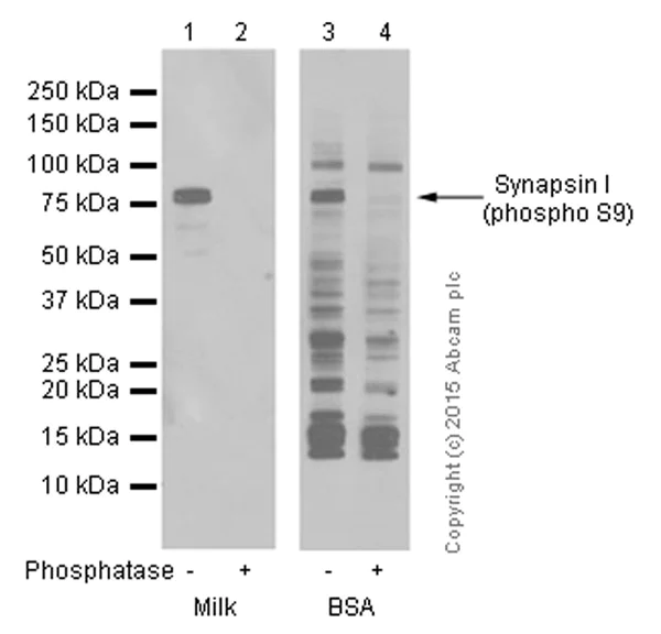 Western blot - Anti-Synapsin I (phospho S9) antibody [EP2162Y] - BSA and Azide free (AB247457)