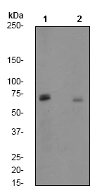 Western blot - Anti-Synapsin I (phospho S9) antibody [EP2162Y] - BSA and Azide free (AB247457)