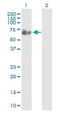 Western blot - Anti-Synapsin III antibody (AB88563)