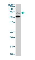 Western blot - Anti-Synapsin III antibody (AB88563)