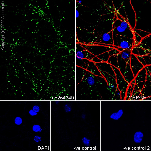 Immunocytochemistry/ Immunofluorescence - Synaptic Marker (Synaptophysin, Synapsin1, PSD95, VAMP2) Antibody Sampler Panel - Human, Mouse (ab263463), expandable thumbnail
