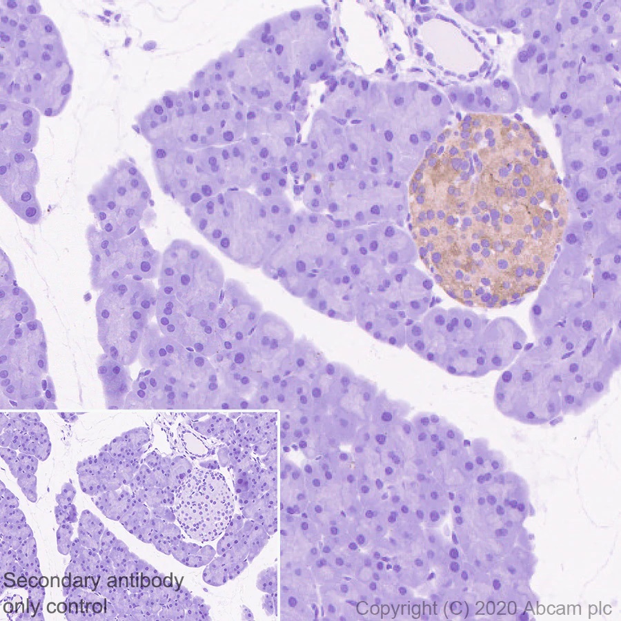 Immunohistochemistry (Formalin/PFA-fixed paraffin-embedded sections) - Synaptic Marker (Synaptophysin, Synapsin1, PSD95, VAMP2) Antibody Sampler Panel - Human, Mouse (ab263463), expandable thumbnail