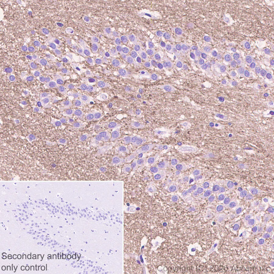 Immunohistochemistry (Formalin/PFA-fixed paraffin-embedded sections) - Synaptic Marker (Synaptophysin, Synapsin1, PSD95, VAMP2) Antibody Sampler Panel - Human, Mouse (AB263463), expandable thumbnail