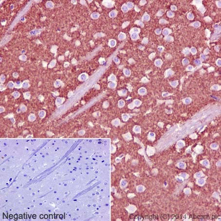 Immunohistochemistry (Formalin/PFA-fixed paraffin-embedded sections) - Synaptic Marker (Synaptophysin, Synapsin1, PSD95, VAMP2) Antibody Sampler Panel - Human, Mouse (ab263463), expandable thumbnail